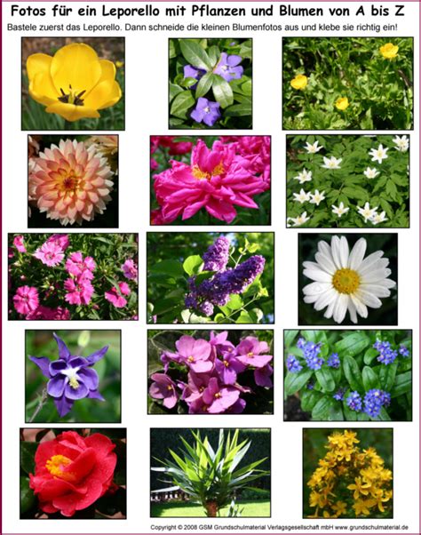 blumenarten von a bis z.